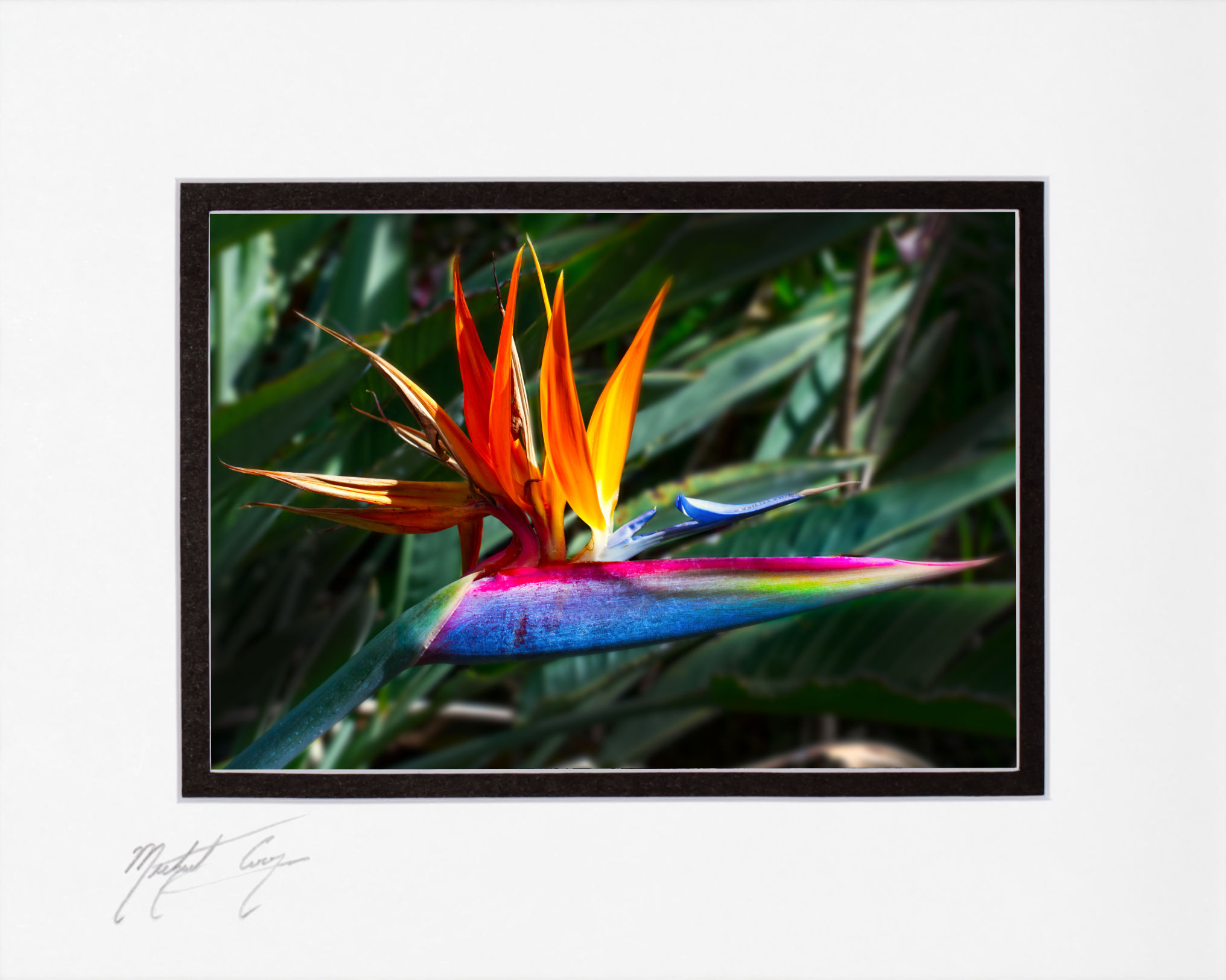 Bird of Paradise flower, O‘ahu, 5x7 matted to 8x10