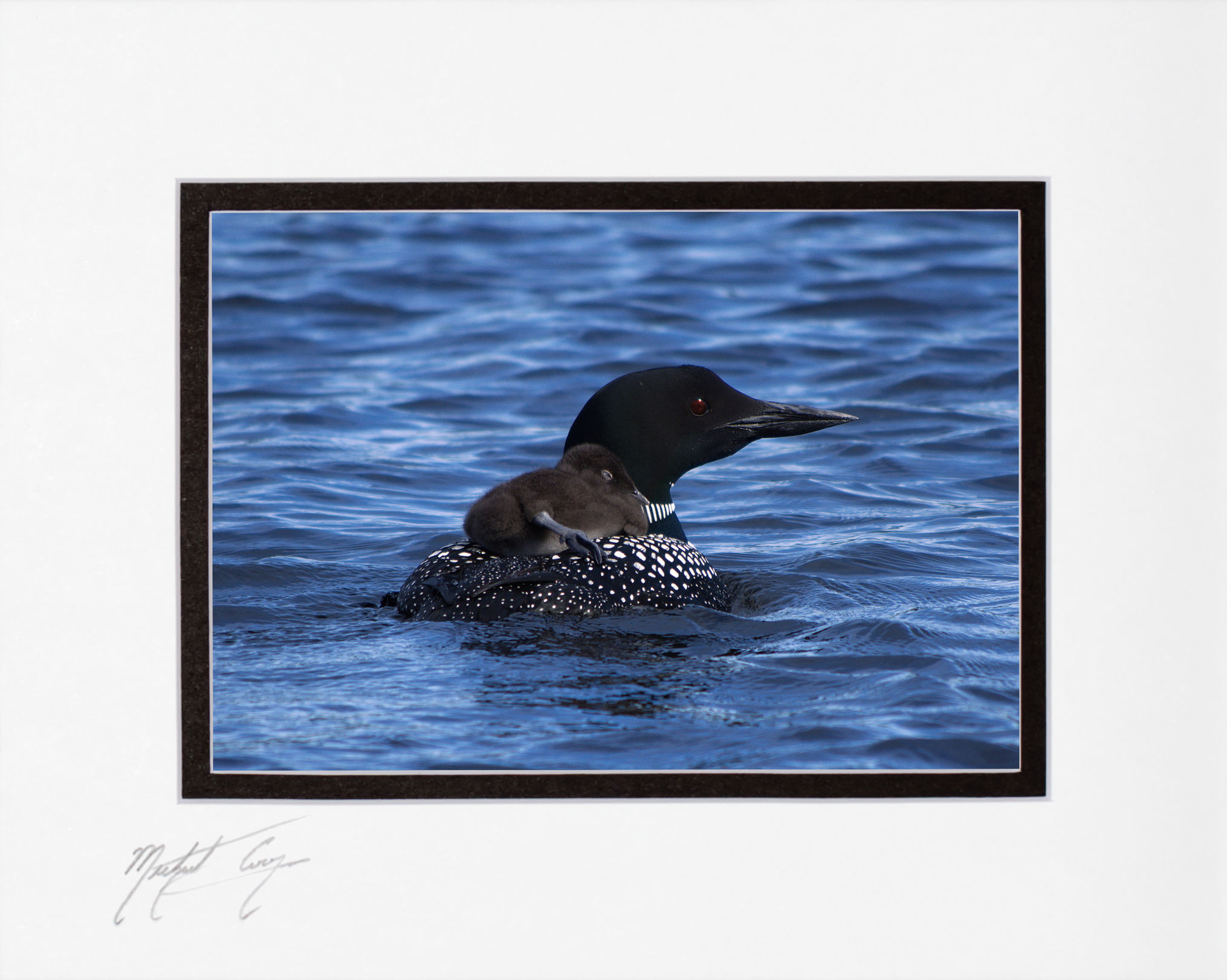Momma and Baby Loon, 5x7 Print matted to 8x10