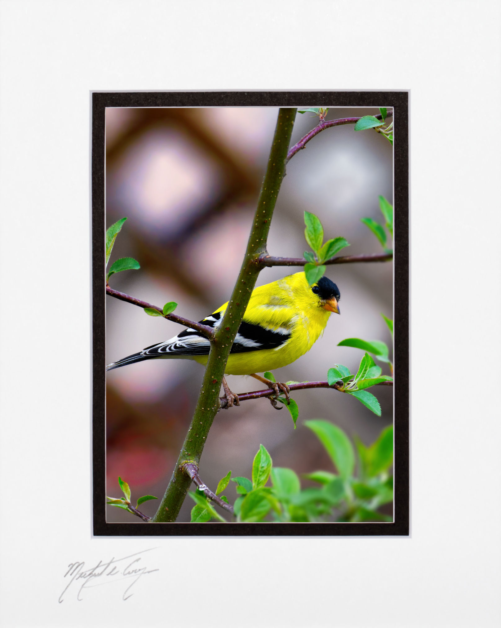 Goldfinch, Milo, Maine 5x7 matted to 8x10