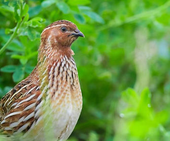 quail.jpeg