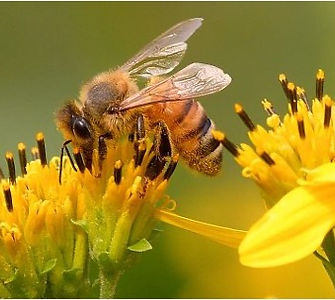 bees.jpg