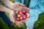 hands holding fresh picked crab apples