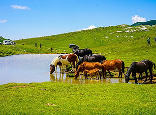 סוסים שותים מים במונטנגרו.jpg