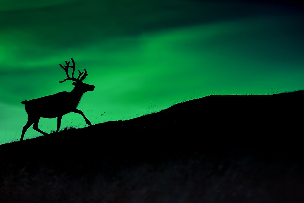 deer and aurora in lapland