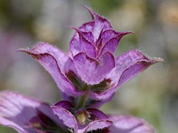 Clary Sage