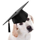 GRADUATIONPUP_OPTIMIZED.jpg