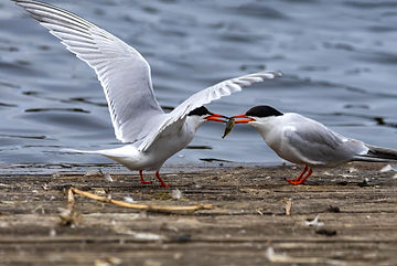 Wildlife22.jpg