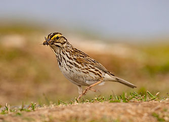 Wildlife27.jpg