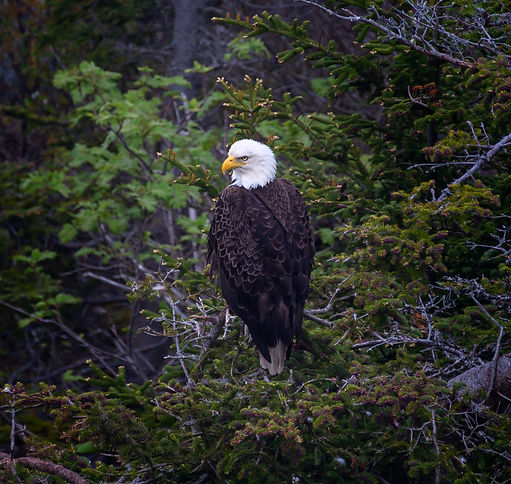 Wildlife28.jpg