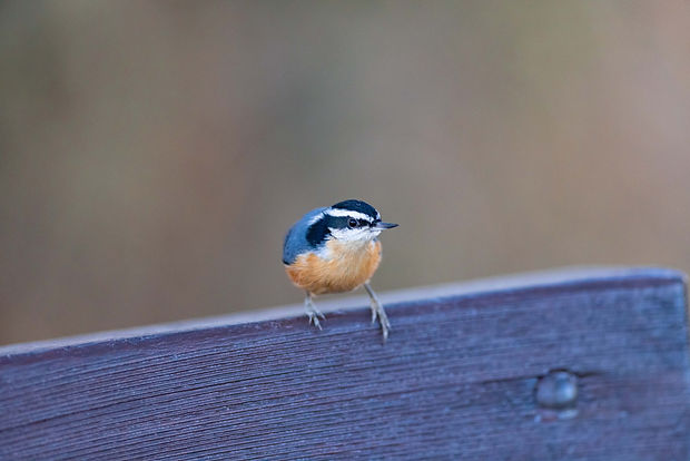 Wildlife08.jpg