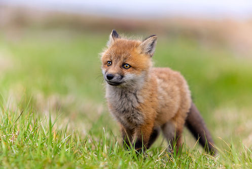 Wildlife20.jpg