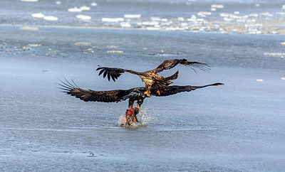 Wildlife14.jpg