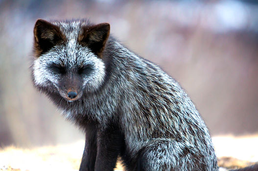 Wildlife21.jpg