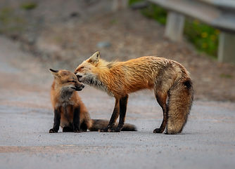 Wildlife05.jpg