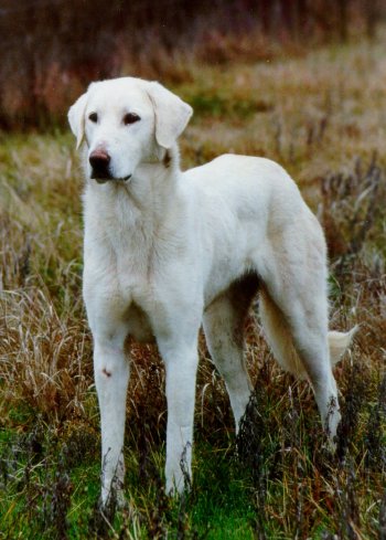 akbash dog breed