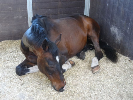 The ‘duvet day’ – how does it affect your horse?