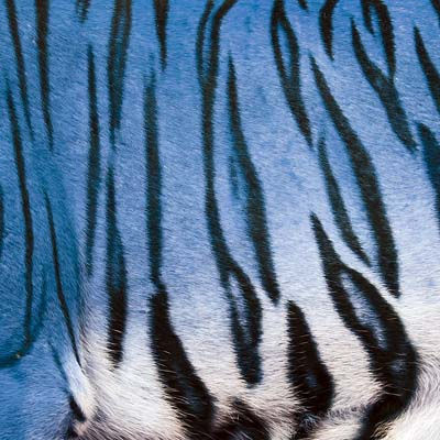 Thumbnail: Bengel Tiger EAV-1123