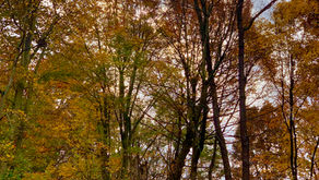 Enchanted forest; imaginary friends