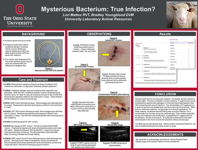 Mattox_mysterious bacterium (002).jpg