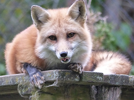 fox.png