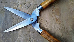 A pair of sharpened garden shears