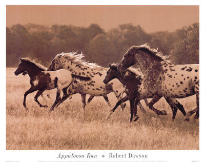 Appaloosa