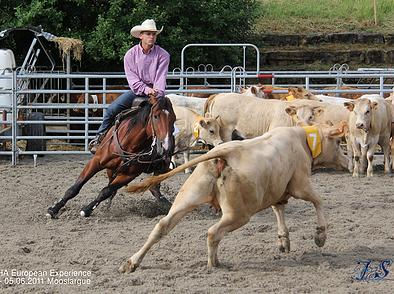 Team penning