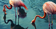 deux Flamingos