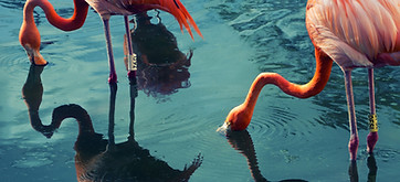 Two Flamingos