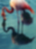 Two Flamingos