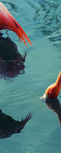 Dos flamingos