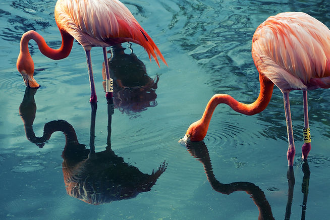 Two Flamingos