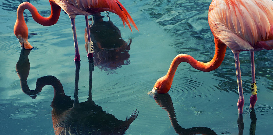 Two Flamingos