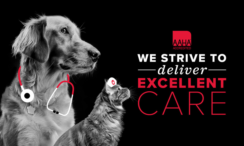 Clifton Dog & Cat Hospital, Veterinarian in Clifton, NJ