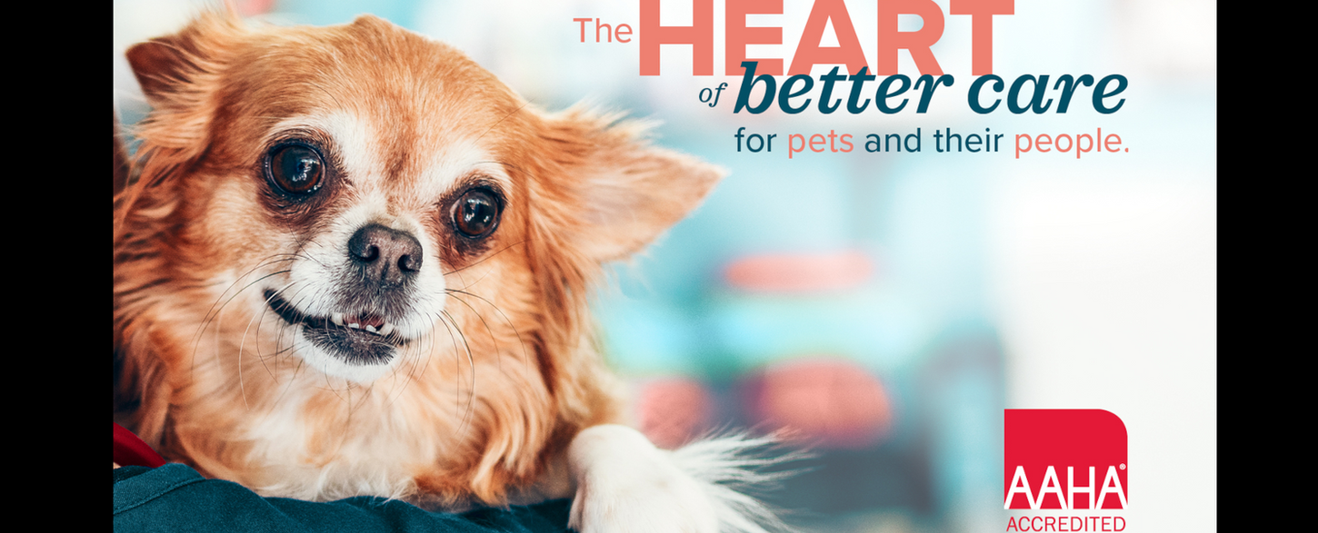 Clifton Dog & Cat Hospital, Veterinarian in Clifton, NJ