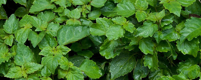 Leaves-patchouli-plant-Pogostemon-cablin.jpeg