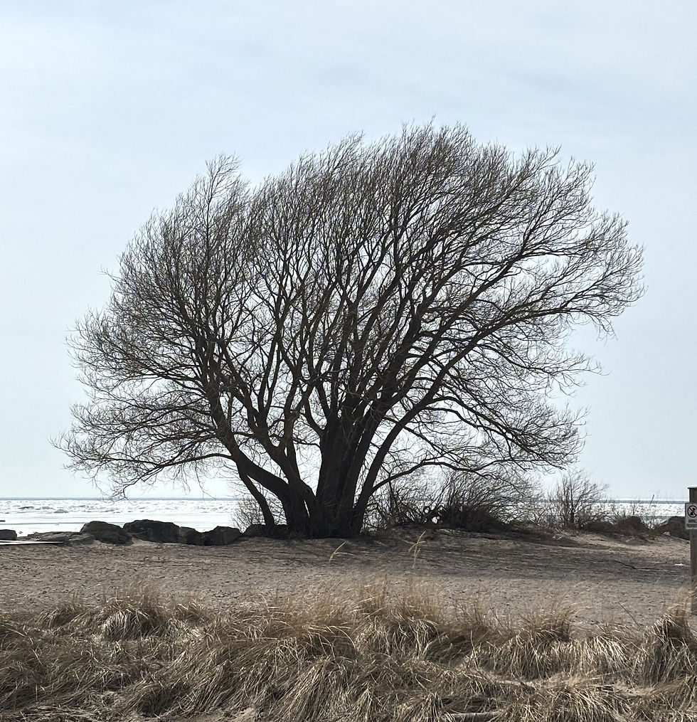 Large tree, bare of leaves against a pale grey sky with water visible in the distance. Long grasses and sandy beach are in the foreground.