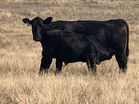 Bull Calf
