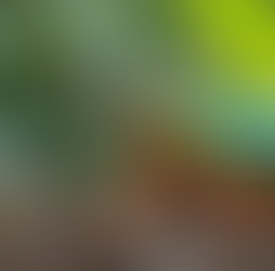 モバイル爬虫類動物園の楽しみ方