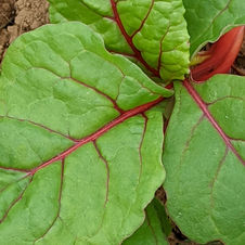 Swiss chard