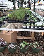 A variety of spikes, potted Wandering Jew plants, and mixed vegetable starts in the greenhouse.