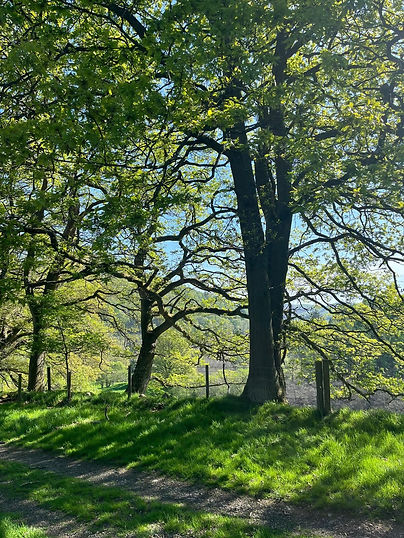 photo of trees