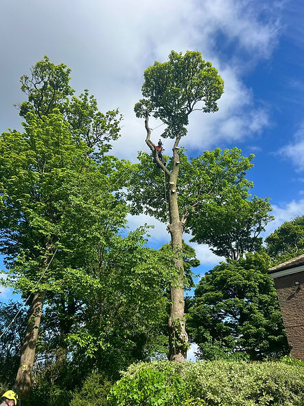 tree planting