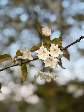white flowers