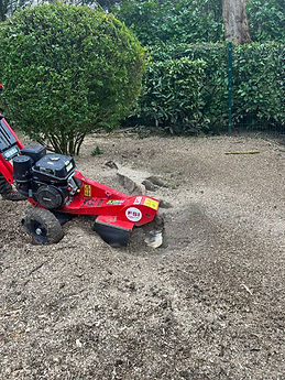 tree stump grinding