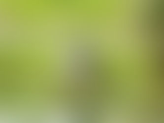 Écotourisme au Népal : à la découverte du parc national de Chitwan