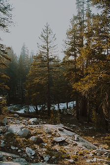 Scenic photo of forest - tall trees with snow in the background