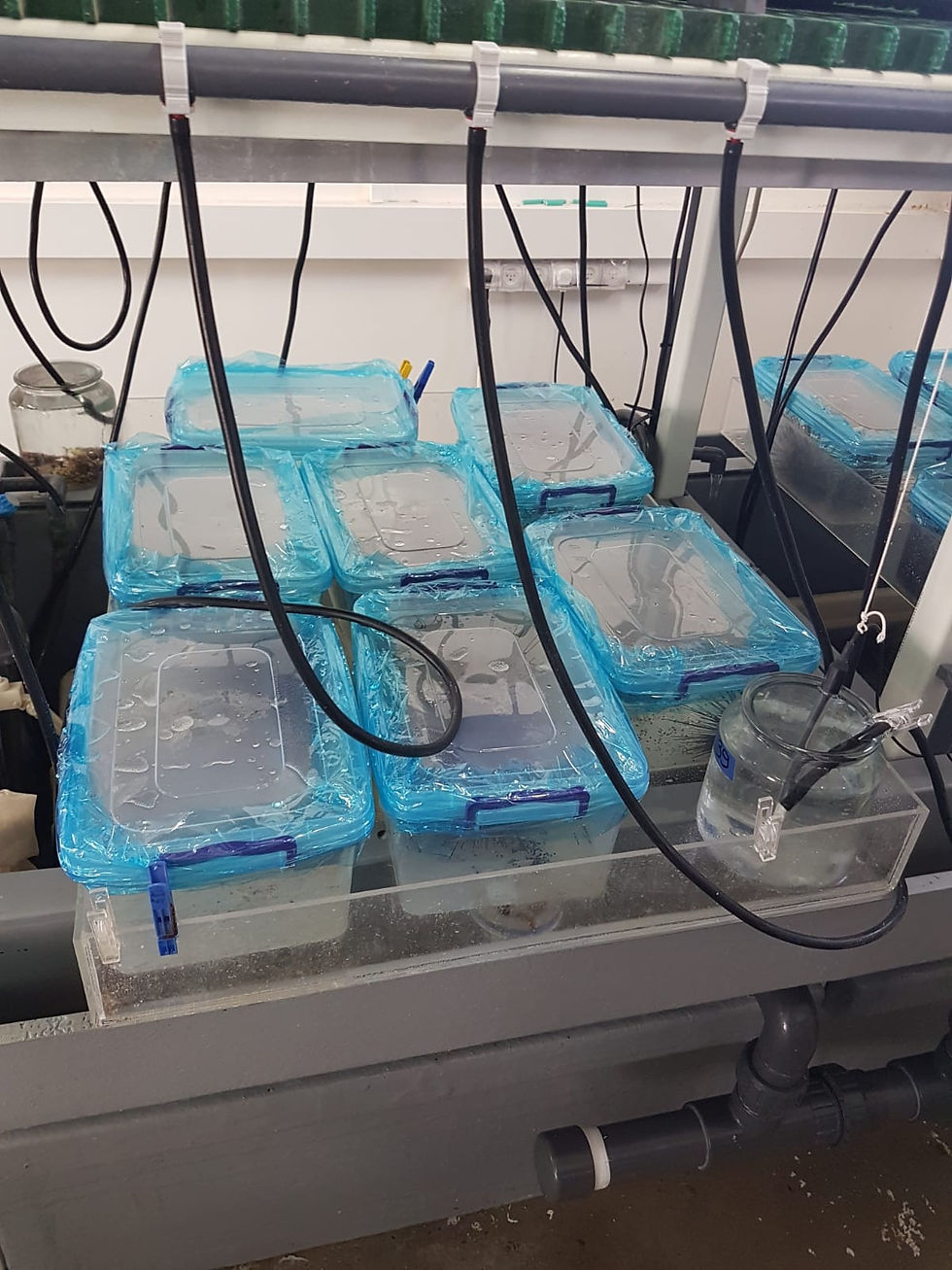 incubation chambers