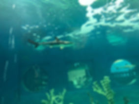 Shark in thier new home