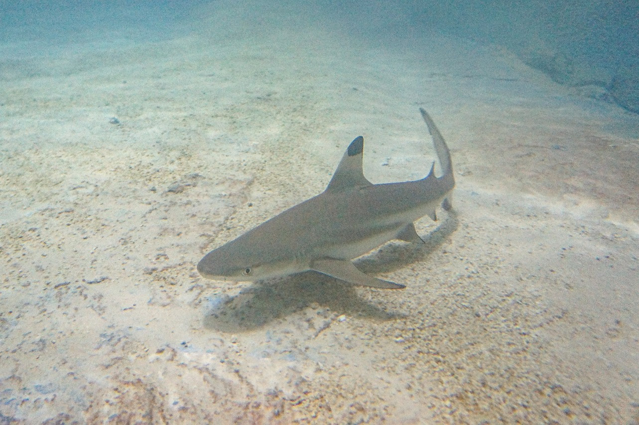 Shark
